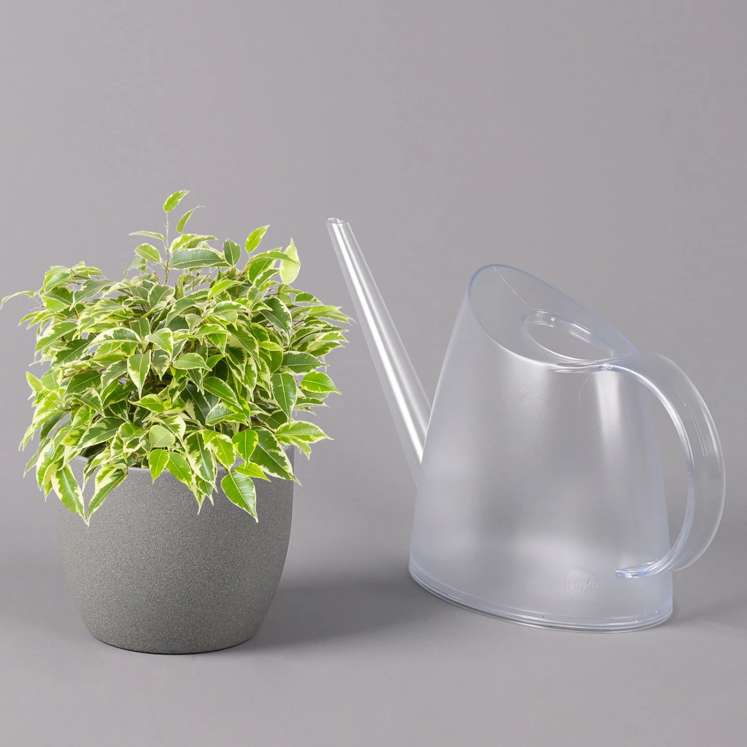 Birkenfeige 'Kinky', Topf-Ø 12 Cm, Höhe Ca. 25 Cm, 3er-Set 6 Birkenfeige 'Kinky', Topf-Ø 12 Cm, Höhe Ca. 25 Cm, 3er-Set – Bild 4