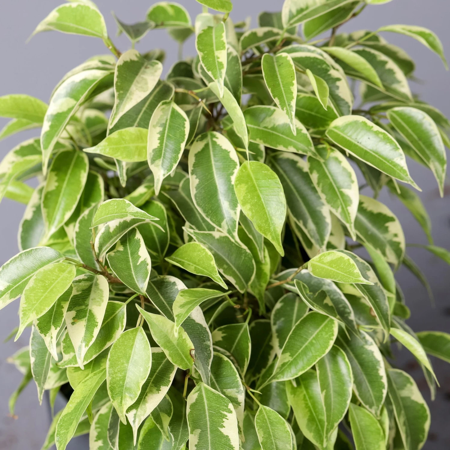 Birkenfeige 'Kinky', Topf-Ø 12 Cm, Höhe Ca. 25 Cm, 3er-Set 7 Birkenfeige 'Kinky', Topf-Ø 12 Cm, Höhe Ca. 25 Cm, 3er-Set – Bild 5