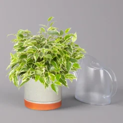 Birkenfeige 'Kinky' In Keramiktopf Lauren Grün, Topf-Ø 12 Cm, Höhe Ca. 26 Cm -Garten Atmos Verkaufsgeschäft 0223100089 Ficus benj Kinky in Uebertopf Lauren gruen 3