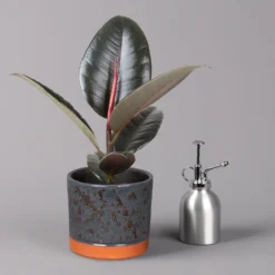 Gummibaum 'Robusta' In Keramiktopf Lauren Blau, Topf-Ø 12 Cm, Höhe Ca. 40 Cm -Garten Atmos Verkaufsgeschäft 0223200095 Ficus el Robusta in Uebertopf Lauren blau 3