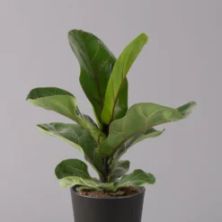 Geigenfeige 'Bambino'', Topf-Ø 12cm, Mit Übertopf Dallas Anthrazit, 3er-Set -Garten Atmos Verkaufsgeschäft 0223300040 Ficus lyr Bambino im Topf Dallas anthr 2