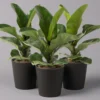 Geigenfeige 'Bambino'', Topf-Ø 12cm, Mit Übertopf Dallas Anthrazit, 3er-Set -Garten Atmos Verkaufsgeschäft 0223300040 Ficus lyr Bambino im Topf Dallas anthr 3er Set2