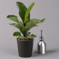 Geigenfeige 'Bambino'', Topf-Ø 12cm, Mit Übertopf Dallas Anthrazit, 2er-Set -Garten Atmos Verkaufsgeschäft 0223300044 Ficus lyr Bambino im Topf Dallas anthr 3
