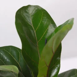 Geigenfeige 'Bambino'', Topf-Ø 12cm, Mit Übertopf Dallas Anthrazit, 2er-Set -Garten Atmos Verkaufsgeschäft 0223300044 Ficus lyr Bambino im Topf Dallas anthr 4