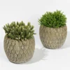 Rhipsalis In Dekotopf 'Marrakesh', Topf-Ø 9 Cm, 2er-Set -Garten Atmos Verkaufsgeschäft 0225200558 Rhipsalis Marrakesh