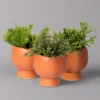Mini-Korallenkaktus Im Dekotopf 'Scandic Terracotta', Topf-Ø 6 Cm, 3er-Set 2 Mini-Korallenkaktus Im Dekotopf 'Scandic Terracotta', Topf-Ø 6 Cm, 3er-Set -Garten Atmos Verkaufsgeschäft 0225200735 Rhipsalis Set in Topf Scandic terracot 3er Set 1 neu