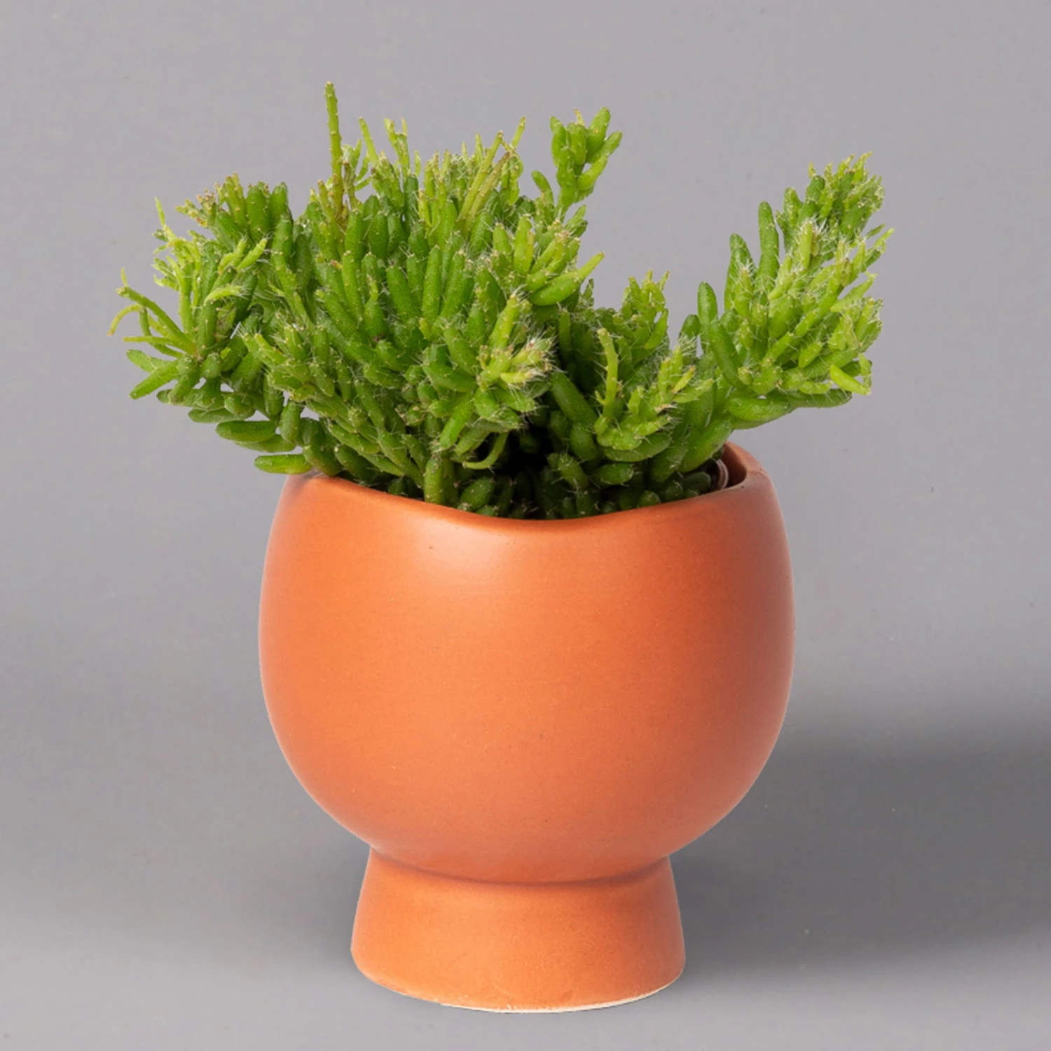 Mini-Korallenkaktus Im Dekotopf 'Scandic Terracotta', Topf-Ø 6 Cm, 3er-Set 4 Mini-Korallenkaktus Im Dekotopf 'Scandic Terracotta', Topf-Ø 6 Cm, 3er-Set – Bild 2