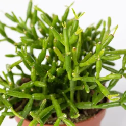 Mini-Korallenkaktus Im Dekotopf 'Scandic Terracotta', Topf-Ø 6 Cm, 3er-Set 15 Mini-Korallenkaktus Im Dekotopf 'Scandic Terracotta', Topf-Ø 6 Cm, 3er-Set -Garten Atmos Verkaufsgeschäft 0225200738 Rhipsalis Set in Topf Glazed Pink 3er Set 6