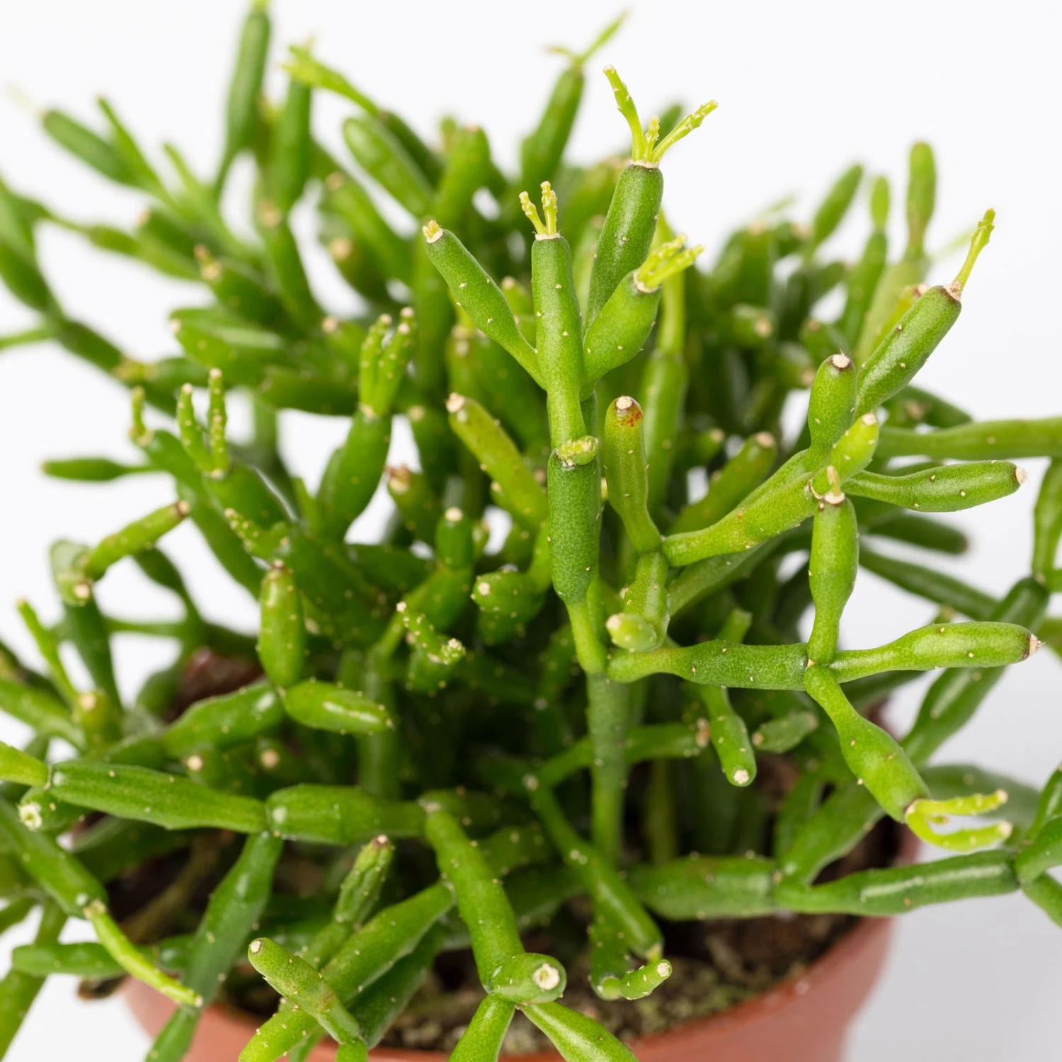 Mini-Korallenkaktus Im Dekotopf 'Scandic Terracotta', Topf-Ø 6 Cm, 3er-Set 7 Mini-Korallenkaktus Im Dekotopf 'Scandic Terracotta', Topf-Ø 6 Cm, 3er-Set – Bild 5