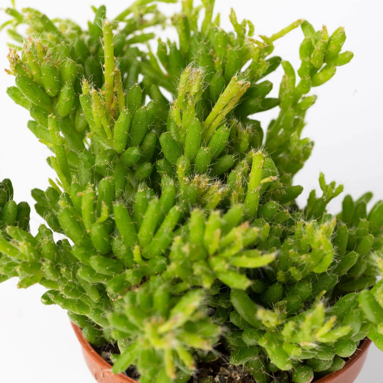 Mini-Korallenkaktus Im Dekotopf 'Scandic Terracotta', Topf-Ø 6 Cm, 3er-Set 5 Mini-Korallenkaktus Im Dekotopf 'Scandic Terracotta', Topf-Ø 6 Cm, 3er-Set – Bild 3