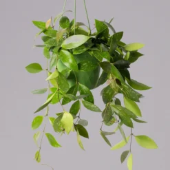 Hoya Memoria, In Blumenampel, Topf-Ø 14 Cm