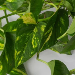 Efeutute, In Ampeltopf, Topf-Ø 18 Cm, Höhe Ca. 35 Cm 9 Efeutute, In Ampeltopf, Topf-Ø 18 Cm, Höhe Ca. 35 Cm -Garten Atmos Verkaufsgeschäft 0230200588 Epipremnum aureum Ampel T18cm H35cm 2 116839