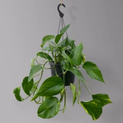 Efeutute, In Ampeltopf, Topf-Ø 18 Cm, Höhe Ca. 35 Cm