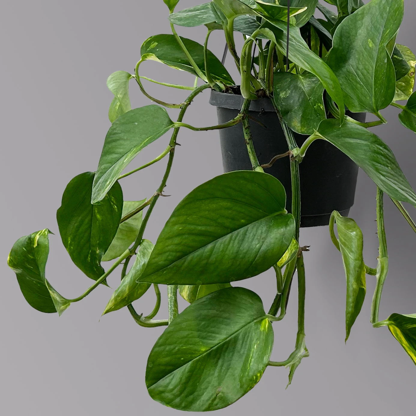 Efeutute, In Ampeltopf, Topf-Ø 18 Cm, Höhe Ca. 35 Cm 4 Efeutute, In Ampeltopf, Topf-Ø 18 Cm, Höhe Ca. 35 Cm – Bild 2