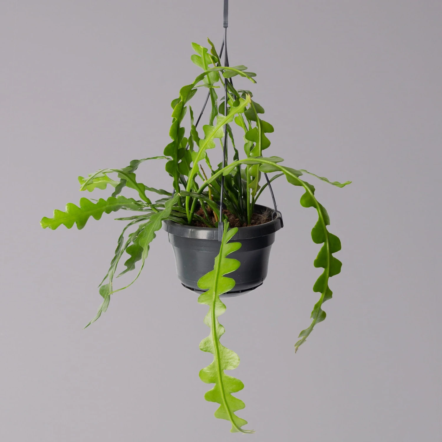 Epiphyllum Anguliger, In Blumenampel, Topf-Ø 14 Cm, Höhe Ca. 35 Cm 5 Epiphyllum Anguliger, In Blumenampel, Topf-Ø 14 Cm, Höhe Ca. 35 Cm – Bild 3