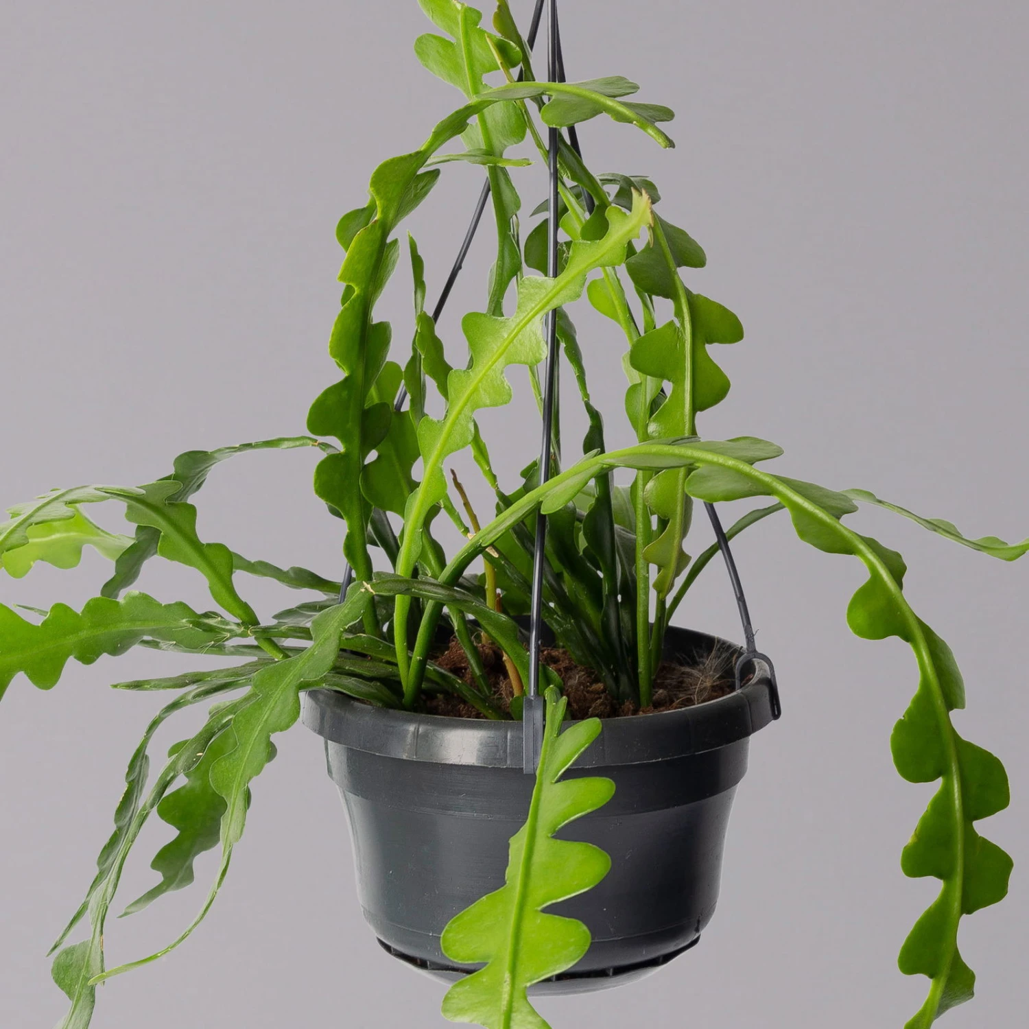 Epiphyllum Anguliger, In Blumenampel, Topf-Ø 14 Cm, Höhe Ca. 35 Cm 3 Epiphyllum Anguliger, In Blumenampel, Topf-Ø 14 Cm, Höhe Ca. 35 Cm