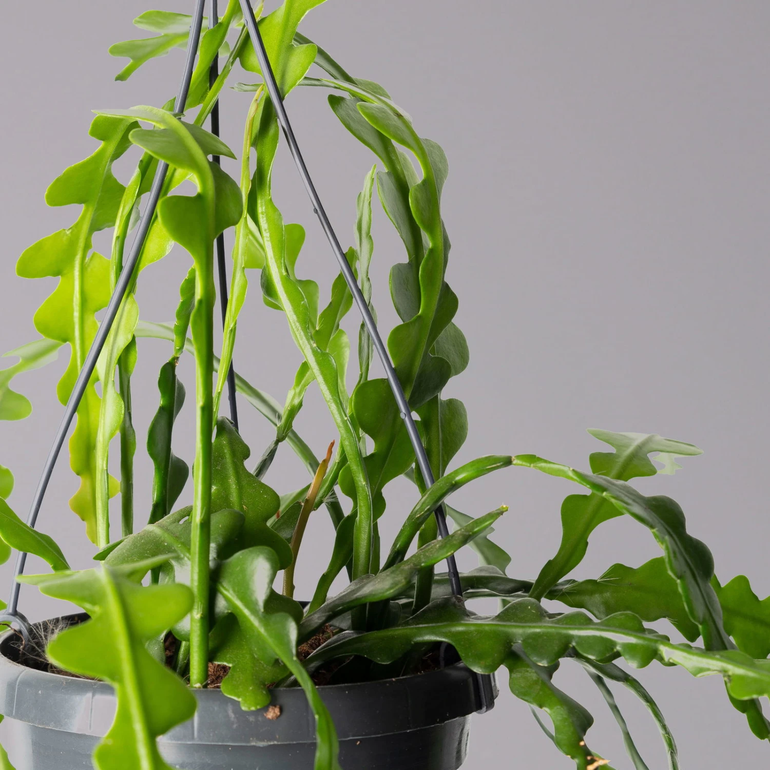 Epiphyllum Anguliger, In Blumenampel, Topf-Ø 14 Cm, Höhe Ca. 35 Cm 4 Epiphyllum Anguliger, In Blumenampel, Topf-Ø 14 Cm, Höhe Ca. 35 Cm – Bild 2