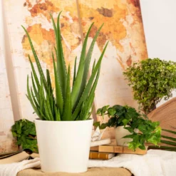 Aloe Vera, Topf-Ø 24 Cm, Höhe Ca. 75 Cm -Garten Atmos Verkaufsgeschäft 025010 Aloe vera1