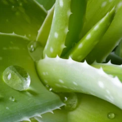Aloe Vera, Topf-Ø 24 Cm, Höhe Ca. 75 Cm -Garten Atmos Verkaufsgeschäft 0250102346 0250100086 0250102044 0250102126 0250102250 Aloe vera