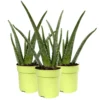 Aloe Vera, Topf-Ø 12 Cm, Höhe Ca. 20-30 Cm, 3er-Set -Garten Atmos Verkaufsgeschäft 0250102711 3er Set Aloe vera 12er Topf ca 30cm