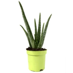 Garten Atmos Verkaufsgeschäft 24 Garten Atmos Verkaufsgeschäft -Garten Atmos Verkaufsgeschäft 0250102712 3er Set Aloe vera 105er Topf ca 25cm 1