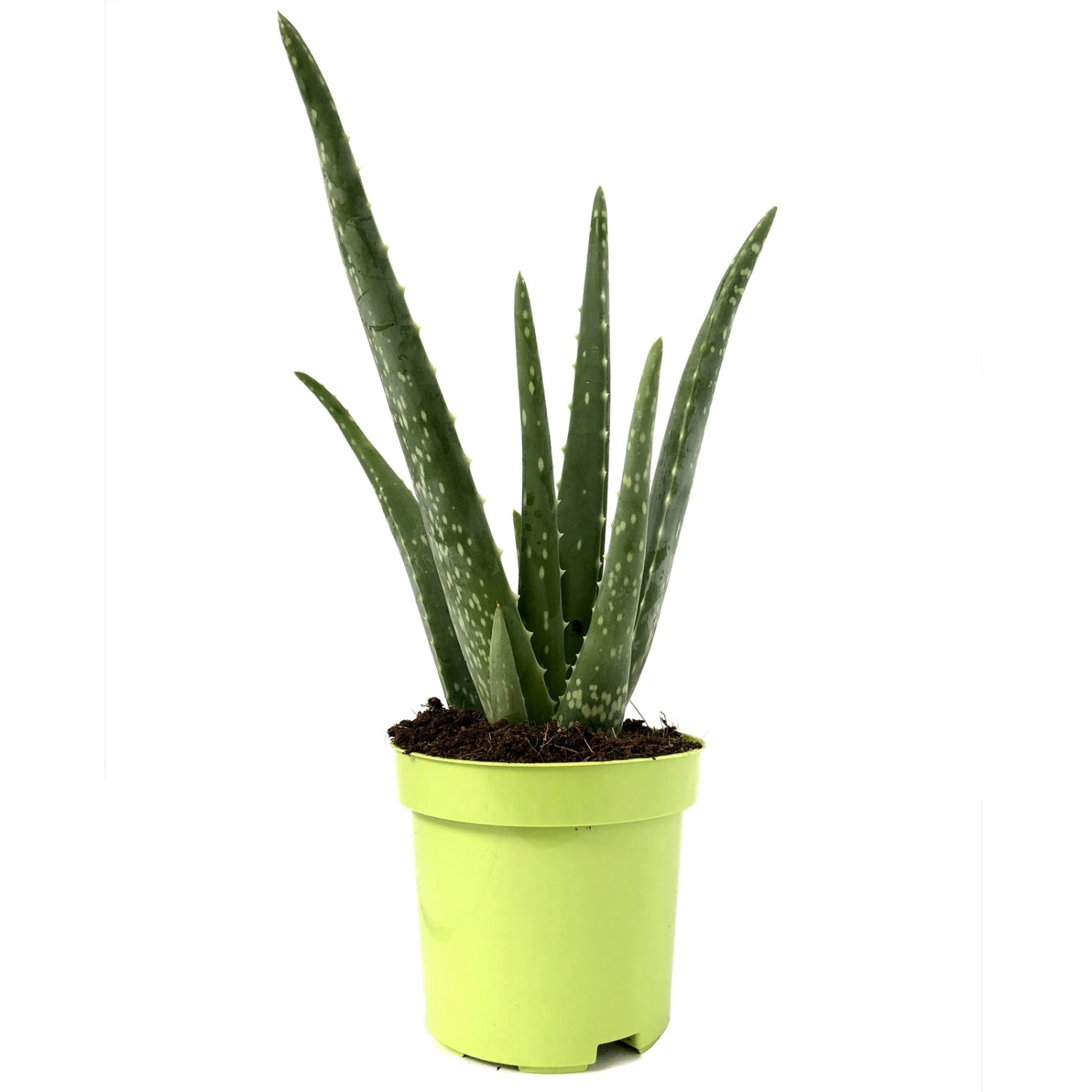 Aloe Vera, Topf-Ø 10,5 Cm, Höhe Ca. 25 Cm, 3er-Set 4 Aloe Vera, Topf-Ø 10,5 Cm, Höhe Ca. 25 Cm, 3er-Set – Bild 2
