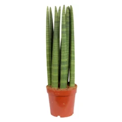 Bogenhanf 'Straight', Topf-Ø 17 Cm, Höhe Ca. 60 Cm -Garten Atmos Verkaufsgeschäft 0250200079 Sansevieria cylindrica Straight 17 cm Topf Hoehe 60 cm