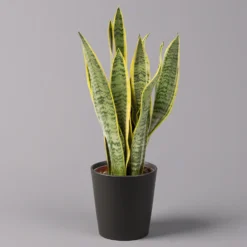 Bestseller -Garten Atmos Verkaufsgeschäft 0250200718 Sansev Laurentii Dallas anthrazit 1 1