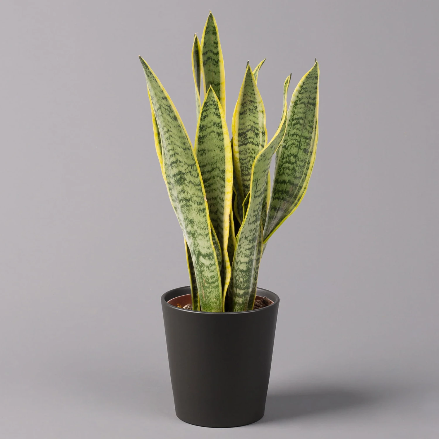 Bogenhanf In Keramiktopf Dallas Anthrazit, Topf-Ø 12 Cm, 2er-Set 4 Bogenhanf In Keramiktopf Dallas Anthrazit, Topf-Ø 12 Cm, 2er-Set – Bild 2