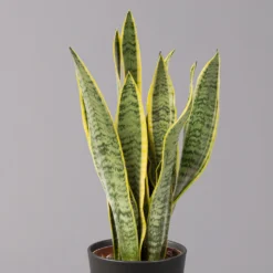 Bogenhanf In Keramiktopf Anthrazit, Topf-Ø 12 Cm, Höhe Ca. 35-45 Cm, 3er-Set -Garten Atmos Verkaufsgeschäft 0250200718 Sansev Laurentii Dallas anthrazit 2 1