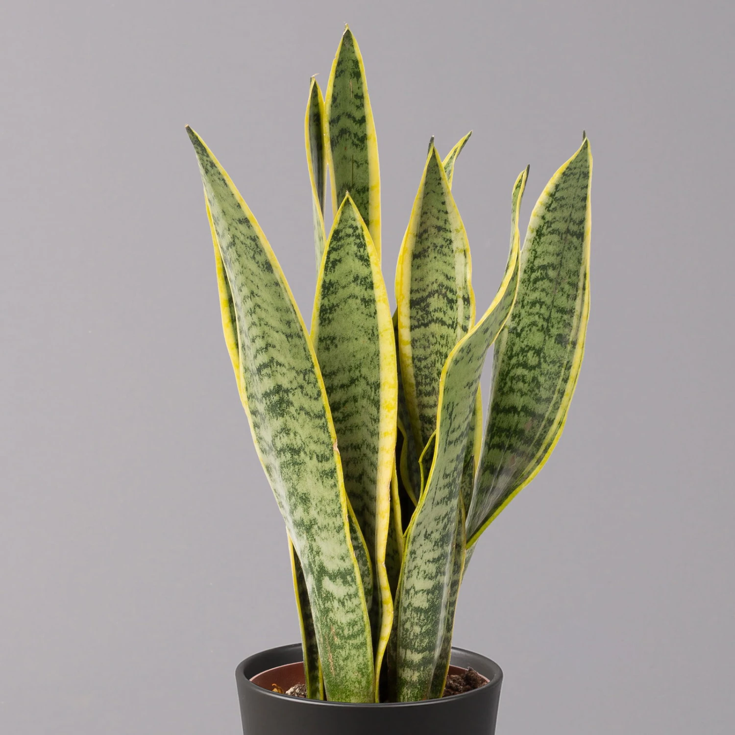 Bogenhanf In Keramiktopf Dallas Anthrazit, Topf-Ø 12 Cm, 2er-Set 5 Bogenhanf In Keramiktopf Dallas Anthrazit, Topf-Ø 12 Cm, 2er-Set – Bild 3