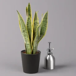 Bogenhanf In Keramiktopf Anthrazit, Topf-Ø 12 Cm, Höhe Ca. 35-45 Cm, 3er-Set -Garten Atmos Verkaufsgeschäft 0250200718 Sansev Laurentii Dallas anthrazit 3 1