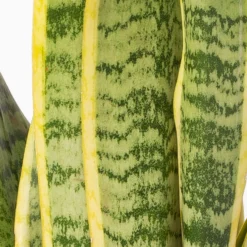 Bogenhanf In Keramiktopf Anthrazit, Topf-Ø 12 Cm, Höhe Ca. 35-45 Cm, 3er-Set -Garten Atmos Verkaufsgeschäft 0250200718 Sansev Laurentii Dallas anthrazit 4 1