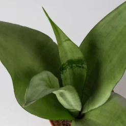 Bogenhanf 'Moonshine' In Übertopf Vibes Blau, Topf-Ø 12 Cm, Höhe Ca. 45 Cm -Garten Atmos Verkaufsgeschäft 0250200807 0250200808 0250200809 sansevieria moonshine T12 1 2 123611