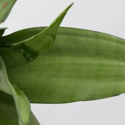 Bogenhanf 'Moonshine' In Übertopf Vibes Blau, Topf-Ø 12 Cm, Höhe Ca. 45 Cm -Garten Atmos Verkaufsgeschäft 0250200807 0250200808 0250200809 sansevieria moonshine T12 1 3 123610