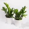Glücksfeder In Keramiktopf Dallas Weiß, Topf-Ø 12 Cm, 2er-Set -Garten Atmos Verkaufsgeschäft 0250300101 Zamioculcas 2er Set Dallas weiss