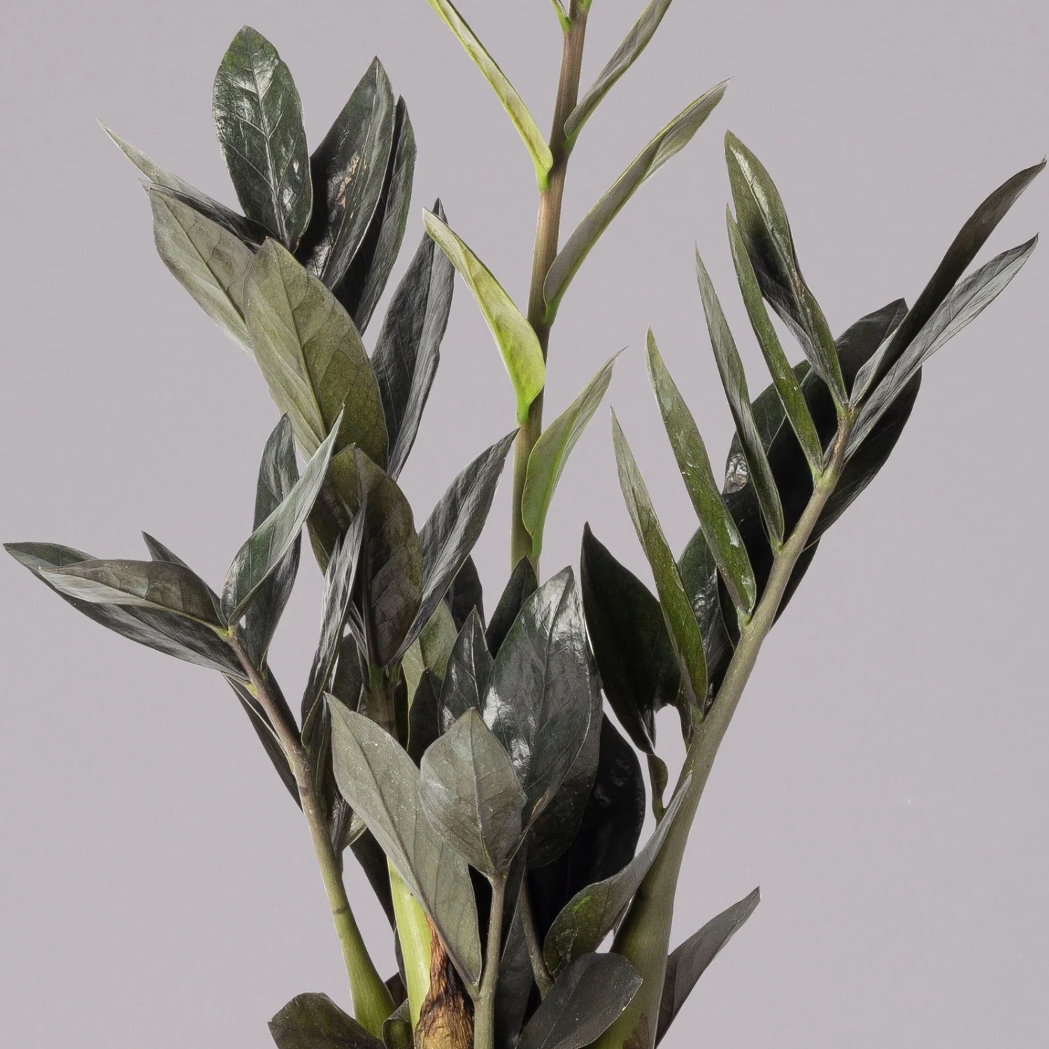 Glücksfeder 'Raven', Schwarz, Topf-Ø 14 Cm, Höhe Ca. 45 Cm 4 Glücksfeder 'Raven', Schwarz, Topf-Ø 14 Cm, Höhe Ca. 45 Cm – Bild 3