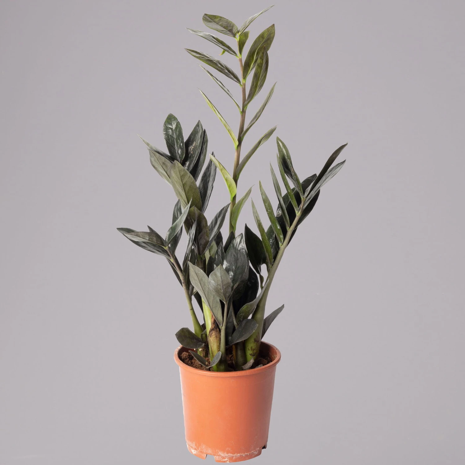 Glücksfeder 'Raven', Schwarz, Topf-Ø 14 Cm, Höhe Ca. 45 Cm 2 Glücksfeder 'Raven', Schwarz, Topf-Ø 14 Cm, Höhe Ca. 45 Cm