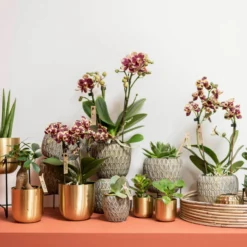 Phalaenopsis, Gesprenkelte Sorten, 3 Rispen, Topf-Ø 9 Cm, Höhe Ca. 30 Cm -Garten Atmos Verkaufsgeschäft 0290100047