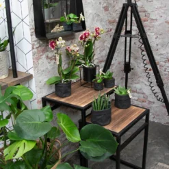 Phalaenopsis, Gesprenkelte Sorten, 3 Rispen, Topf-Ø 9 Cm, Höhe Ca. 30 Cm -Garten Atmos Verkaufsgeschäft 0290100047 Phalaenopsis 3R gesprenkelt 9 cm T H 30 cm