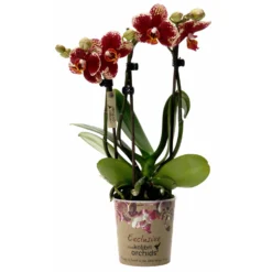 Bestseller 11 Phalaenopsis, Gesprenkelte Sorten, 3 Rispen, Topf-Ø 9 Cm, Höhe Ca. 30 Cm