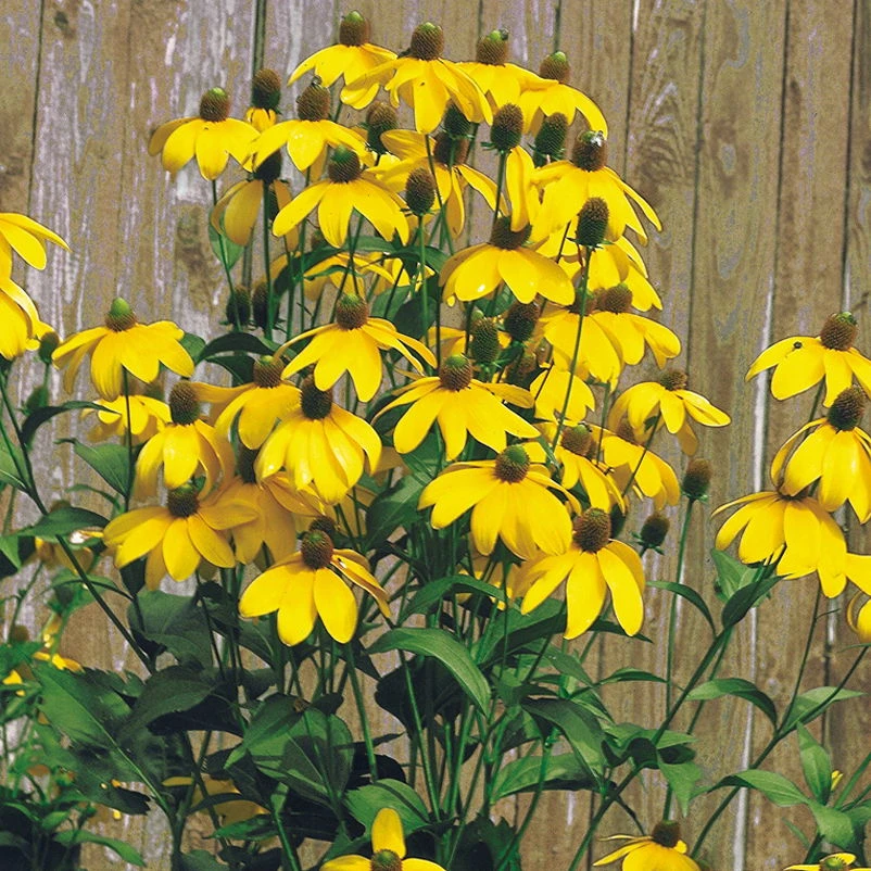 Bio Fallschirm-Sonnenhut 'Herbstsonne' Gelb, Topf-Ø 11 Cm, 3er-Set 3 Bio Fallschirm-Sonnenhut 'Herbstsonne' Gelb, Topf-Ø 11 Cm, 3er-Set