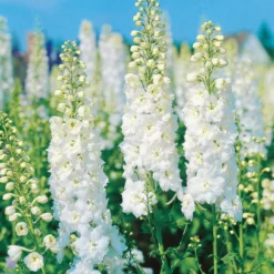 Rittersporn 'New Millenium' Weiß, Topf-Ø 11 Cm, 3er-Set