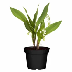 Maiglöckchen Weiß, Topf-Ø 11 Cm, 3er-Set -Garten Atmos Verkaufsgeschäft 0310250056 Convallaria majalis Koelle 11cm Topf 4Blueten1 71872