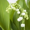 Maiglöckchen Weiß, Topf-Ø 11 Cm, 3er-Set 2 Maiglöckchen Weiß, Topf-Ø 11 Cm, 3er-Set -Garten Atmos Verkaufsgeschäft 0310250056 Convallaria majalis Koelle 11cm Topf 4Blueten 71873