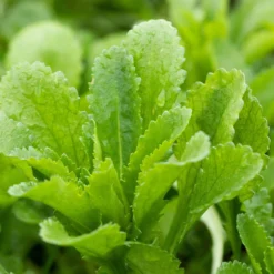 Kugeldistel 'Taplow Blue' Blau, Topf-Ø 11 Cm, 3er-Set -Garten Atmos Verkaufsgeschäft 0319100478 Echinops bann Taplow Blue 3er Set blau 1 110445