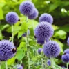 Kugeldistel 'Taplow Blue' Blau, Topf-Ø 11 Cm, 3er-Set -Garten Atmos Verkaufsgeschäft 0319100478 Echinops bann Taplow Blue 3er Set blau 2 110443