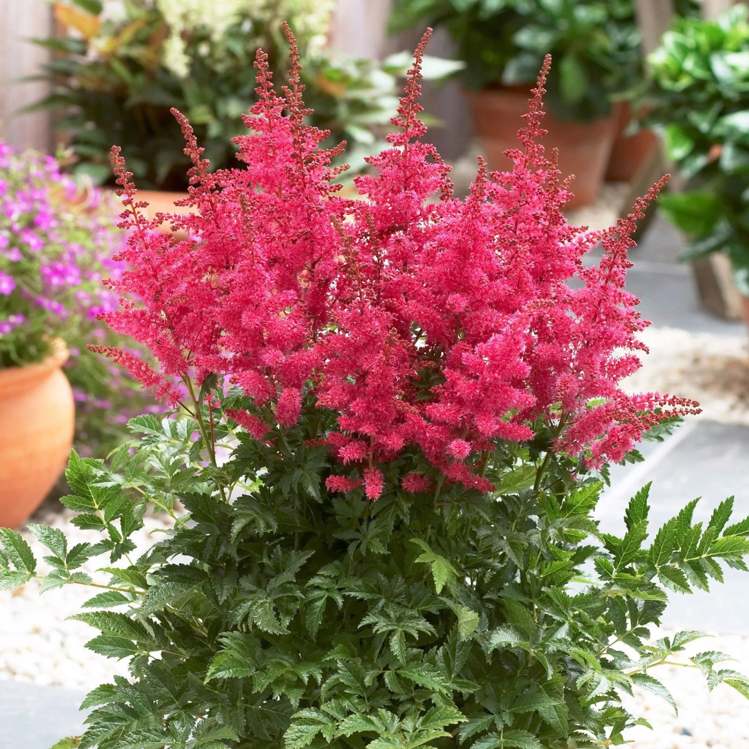 Bio Prachtspiere 'Younique Cerise'® Weiß, Topf-Ø 11 Cm, 3er-Set 3 Bio Prachtspiere 'Younique Cerise'® Weiß, Topf-Ø 11 Cm, 3er-Set