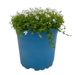 Isotoma Fluvialis Weiß, Topf-Ø 12 Cm, 3er-Set -Garten Atmos Verkaufsgeschäft 0319100527 Isotoma fluviatilis 3er Set weiss 1 110596