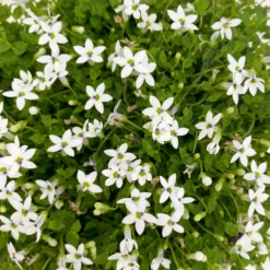 Isotoma Fluvialis Weiß, Topf-Ø 12 Cm, 3er-Set -Garten Atmos Verkaufsgeschäft 0319100527 Isotoma fluviatilis 3er Set weiss 3 110409